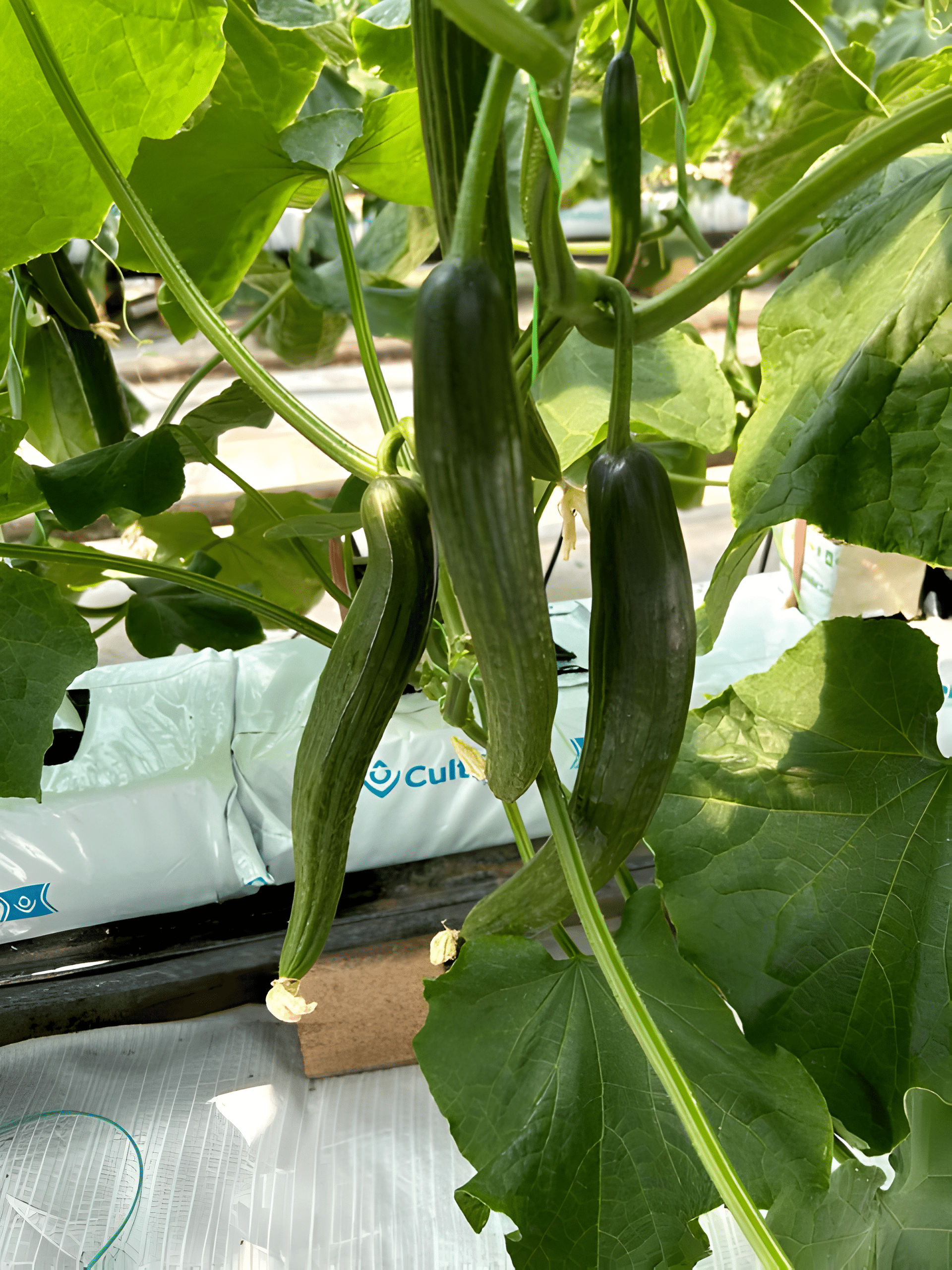 Cucumber plants treated with Nano Grow Max GroMAX foliar treatment