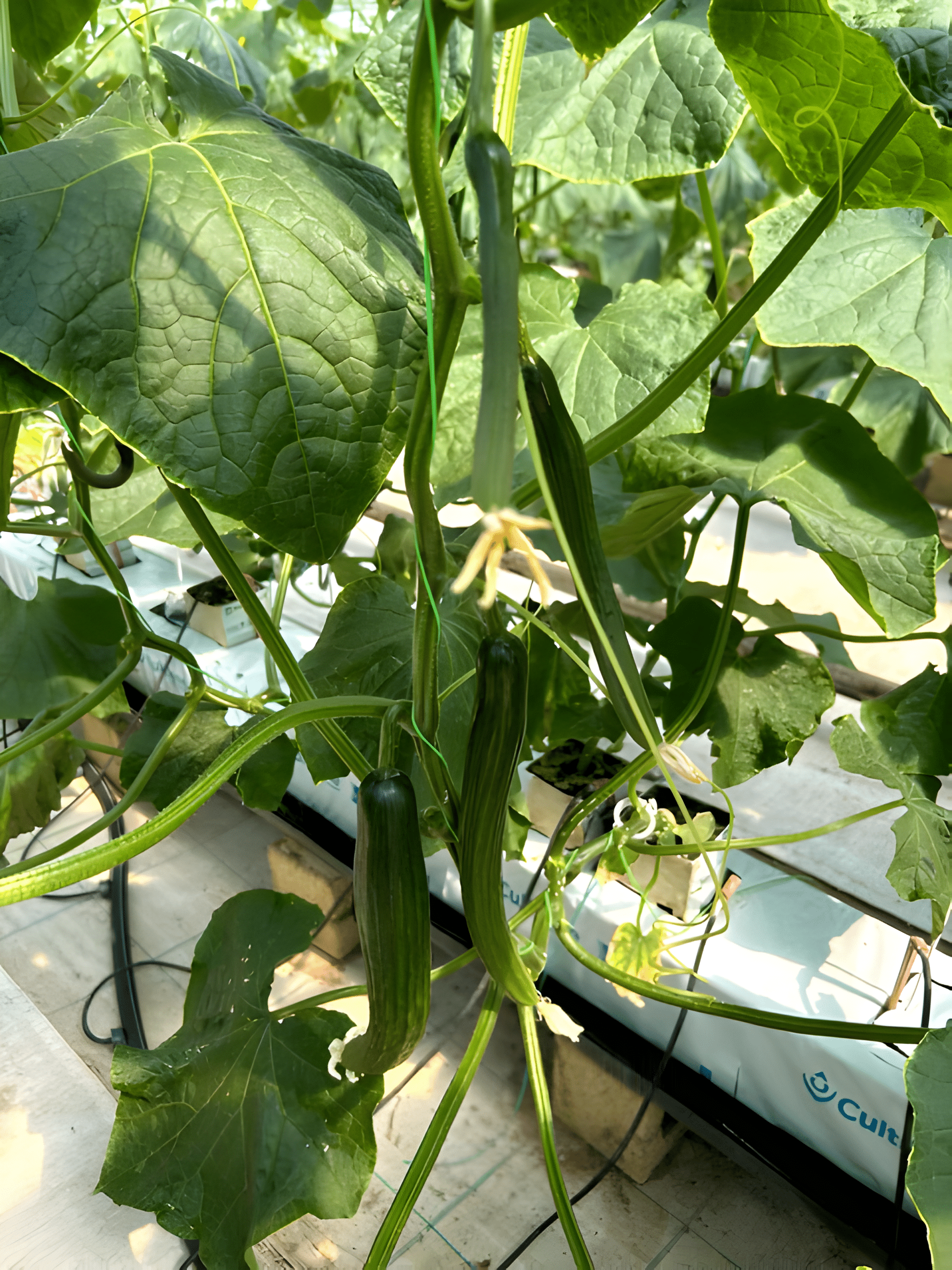 Greece Cucumber plants growing hydroponics treated with GroMax foliar treatment.