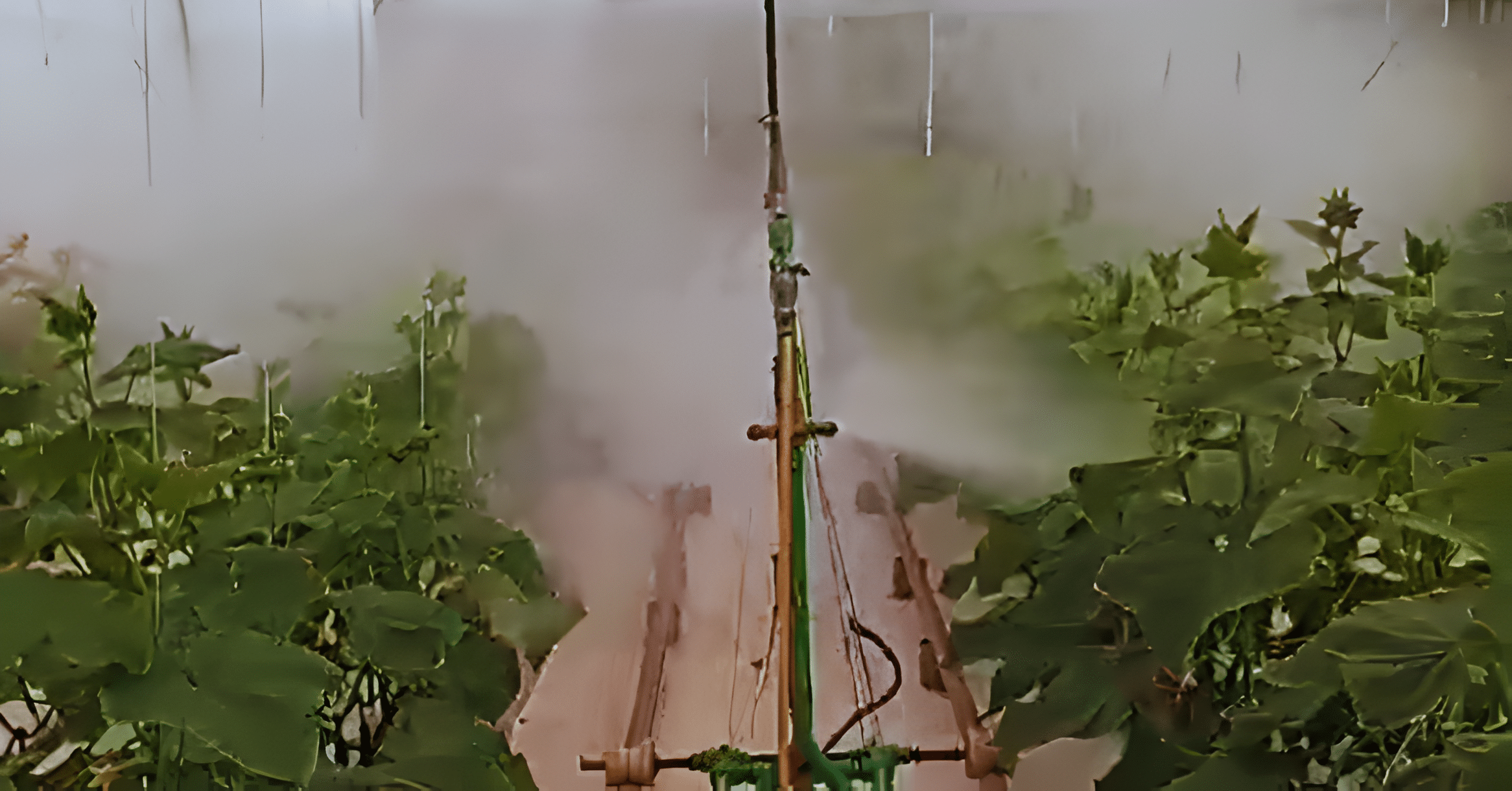 Application fo GroMAX on cucumbers.