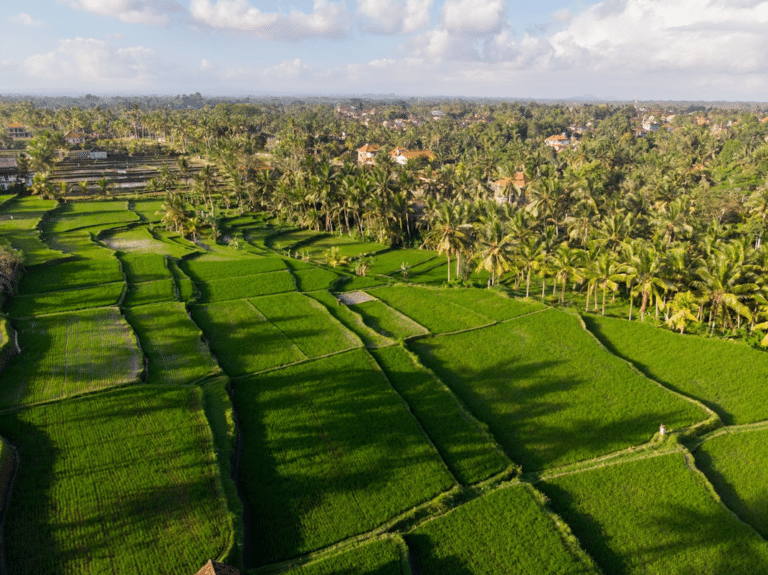 Picture of rice fields from the sky